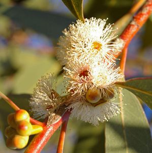 Eucalyptus Lemon Essential Oil Brazil 2